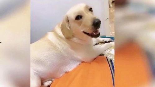 2018狗年搞笑视频