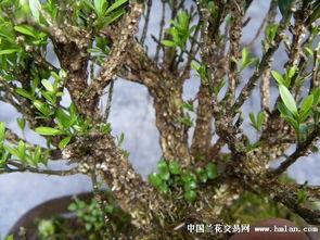 2018黄杨个人资料,2018年闪耀的体育明星